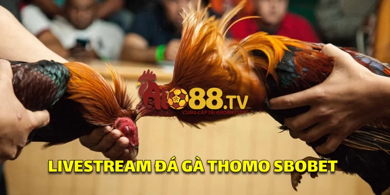 SBOBET: Nền Tảng Cá Cược Trực Tuyến Hàng Đầu Thế Giới 4 Giao diện đá gà livestream tại SBOBET, cho phép đặt cược trực tiếp trên các trận cựa dao