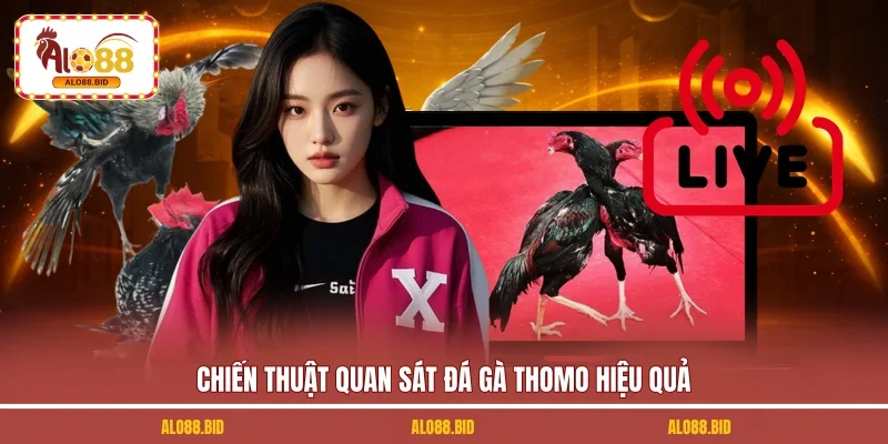 Đá Gà Trực Tiếp Thomo - Mãn Nhãn Cùng 70+ Trận Đấu Mới 3 Chiến thuật quan sát đá gà Thomo hiệu quả