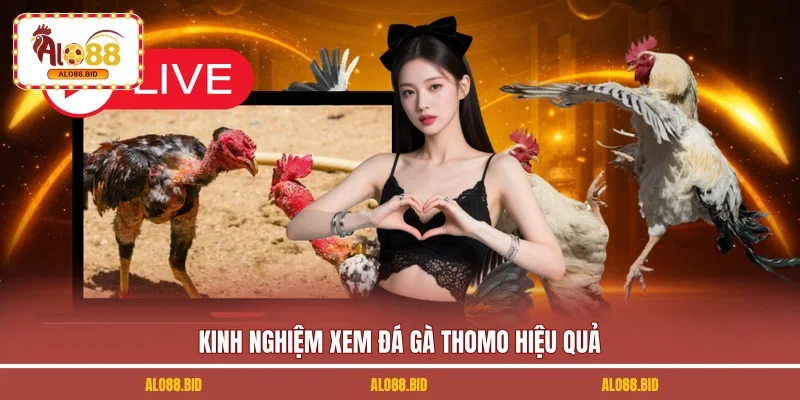 Kinh nghiệm xem đá gà Thomo hiệu quả